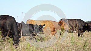 Close up, in meadow, on farm, big brown and black pedigree, breeding cows, bulls are grazing. summer warm day. Cattle