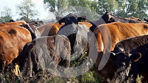 Close up, in meadow, on farm, big brown and black pedigree, breeding cows, bulls are grazing. summer warm day. Cattle