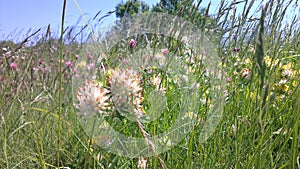 Close-up of a meadow, flower meadow with Kidney Vetch - Anthyllis vulneraria