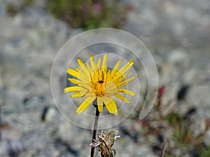 Close-up of a meadow salsify also called showy goat`s-beard or meadow goat`s-beard before a rocky background