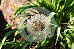 Close up of a meadow salsify, Tragopogon pratensis or Wiesen Bocksbart