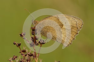 Close up of a meadown brown, Maniola jurtina with green background