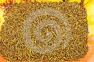 Close up mealworm feed for animals on orange tray in the market