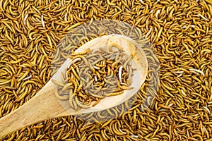 Close up mealworm feed for animals in wooden spoon in the mark