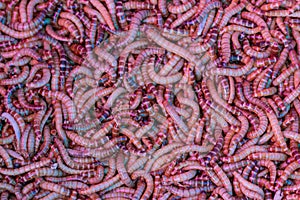 Close up Mealworm larvae background.Close up worms.