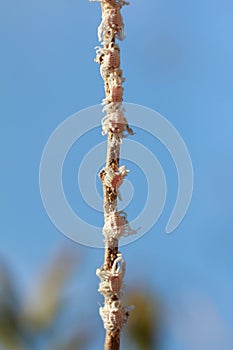 Close up Mealy bugs on Custard apple tree