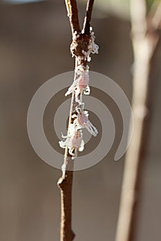 Close up Mealy bugs on Custard apple tree