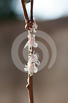Mealy bugs on Custard apple tree