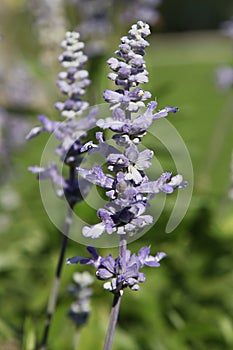 Close-up of a Mealy Sage (Salvia farinacea) flower