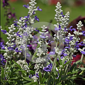 Close-up of mealy sage (Salvia farinacea) flowers