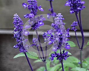 Close up of mealycup sage or mealy sage (Salvia farinacea