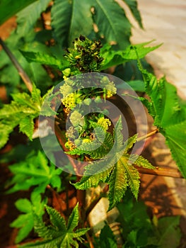 Close-up of a medicinal plant (castor oilseed rape) castor bean seed