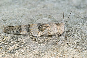 Close up of a Mediterranea, grey colored blue winged locust, Sphingonotus caerulans