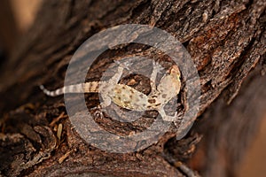 Close up of a Mediterranean House Gecko (Hemidactylus turcicus