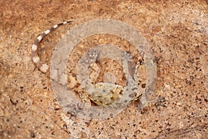 Close up of a Mediterranean House Gecko (Hemidactylus turcicus