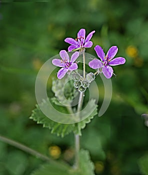 Mediterranean Storksbill