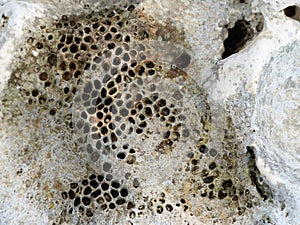 Close up of mediterrian stone texture with small holes, looking like bee holes