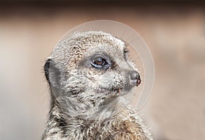 Close up of a Meekat