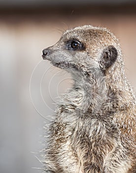 Close up of a Meekat