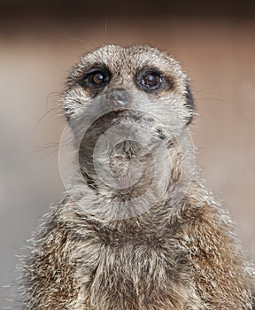 Close up of a Meekat