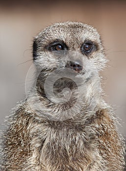 Close up of a Meekat