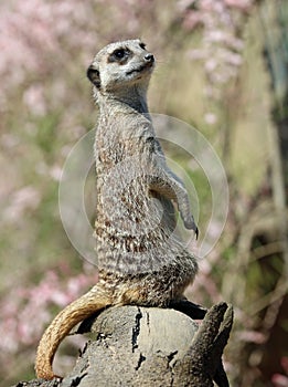 Close up of a Meerkat on duty