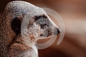 Close-up of a meerkat, its fur details and vigilant eyes speak volumes of its sentinel life