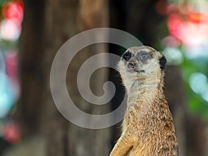 Close up of Meerkat staning on guard duty; Suricata suricatta is a small carnivoran photo