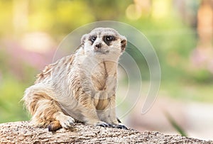 Close up meerkat suricata suricatta wild animal