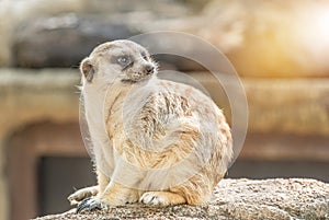 Close up meerkat suricata suricatta wild animal