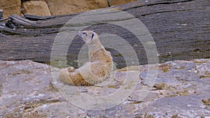 Close up of meerkats in the zoo