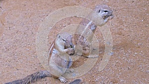 Close up of meerkats in the zoo