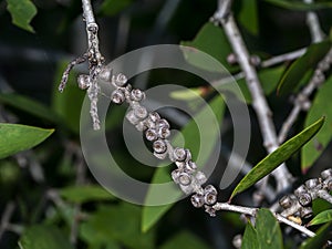 Close up of Melaleuca quinquenervia seeds