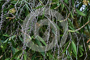 Close up of Melaleuca quinquenervia tree