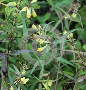 Melampyrum lineare, commonly called the narrowleaf cow wheat flower photo