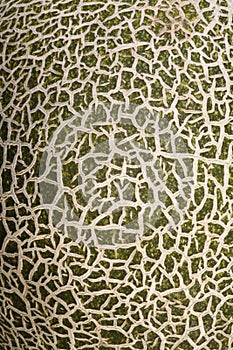 Close up of a Melon