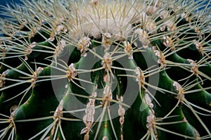 Close-up of a melon cactus