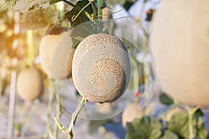 Close up melon growing ready for harvest in field plant agriculture farm