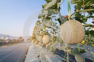 Close up melon growing ready for harvest in field plant.