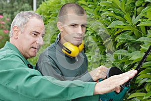 close up men cutting hedge