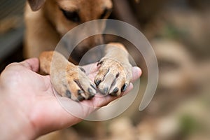 Close up Men`s hand is holding on to the dog`s feet. photo