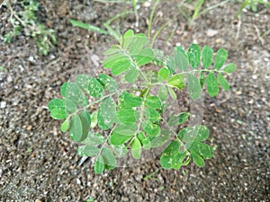 Close up of Meniran or Phyllanthus urinaria plant with white spots photo