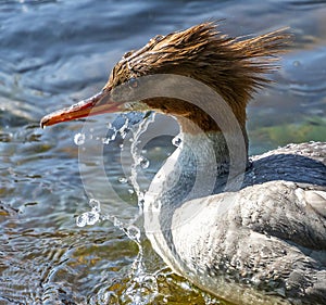 Close up of a Merganser laying in water.