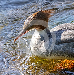Close up of a Merganser laying in water.