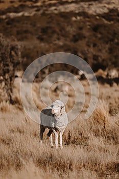 close up merino sheep in new zealand livestock farm