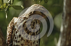 Close-up of Merlin (Falco columbarius)