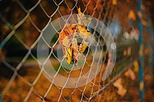 Close up metallic net-shaped fence from wire with autumn leaf stucked in it on a background of blur city