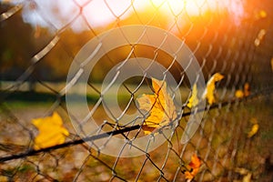Close up metallic net-shaped fence from wire with autumn leaf stucked in it on a background of blur city