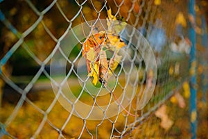 Close up metallic net-shaped fence from wire with autumn leaf stucked in it on a background of blur city