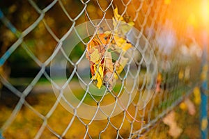 Close up metallic net-shaped fence from wire with autumn leaf stucked in it on a background of blur city